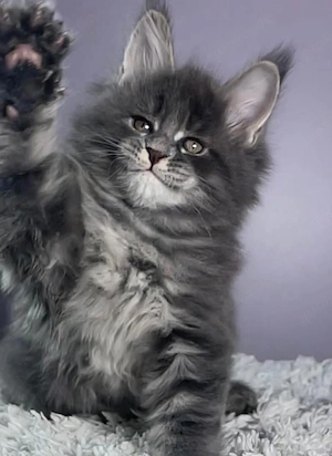 10 Wochen flauschiger Maine-Coon-Junge auf der Suche nach seinem ewigen Zuhause