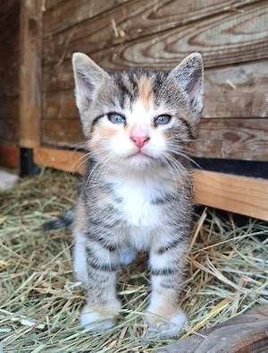 Katzenkind, Glückskatze Dreifarbig