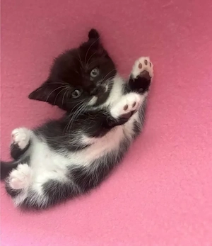 bkh kitten mix 