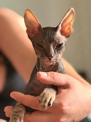 Dog Sphynx ketten