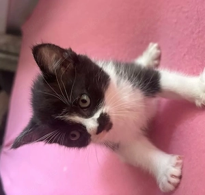 bkh kitten mix 