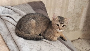 Hauskatzen