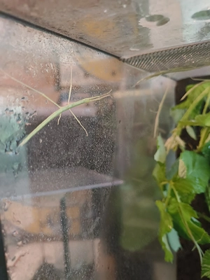 Biete junge Rosa Geflügelte Stabschrecken  Sipyloidea chlorotica ( Sipylus ) Verschiedene Größen
