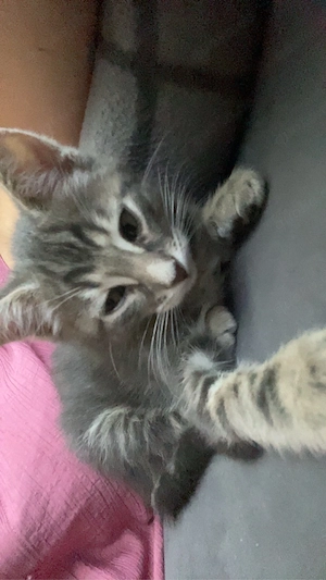 babykatze zu verkaufen 