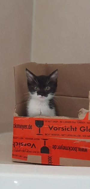 Katzenbabys - Mädchen 