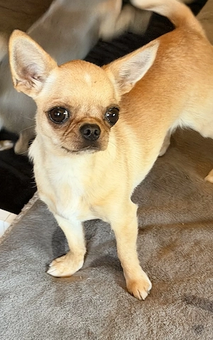 Chihuahua Hündin 