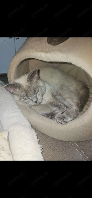 BKH Kitten 
