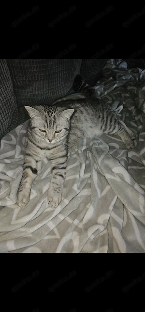 BKH Kitten 