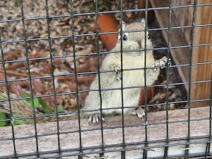Streifenhörnchen abzugeben 