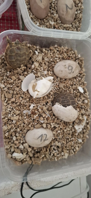 Vierzehenschildkröten (Testudo Horsfieldii) NZ 2026