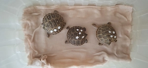 Vierzehenschildkröten (Testudo Horsfieldii) NZ 2026