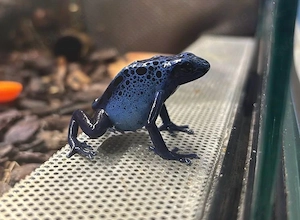 Dendrobates Azureus 0.1 Weibchen 