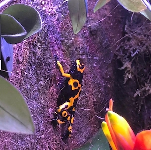 Dendrobates Leukomela  1.1 Pärchen 