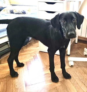 Chara ein zuckersuesses Hundekind