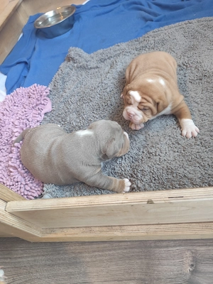 Wurfankündigung exklusiver Old English Bulldogs 