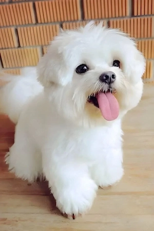 chiots Maltipoo