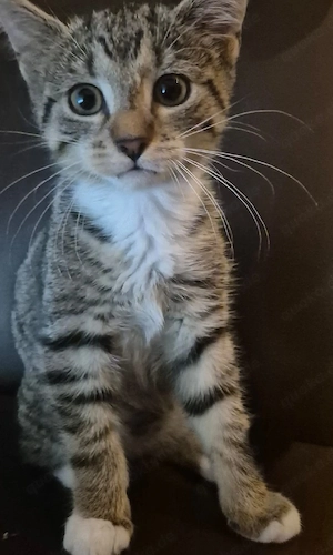 Katzenbaby