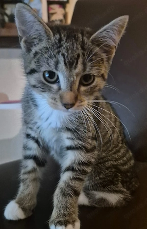 Katzenbaby 