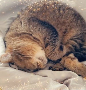 Bella sucht liebevolles Zuhause 