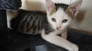 junges Katzenmädchen sucht ein Zuhause 