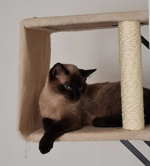 BKH und BKH-Mix Katze Kater