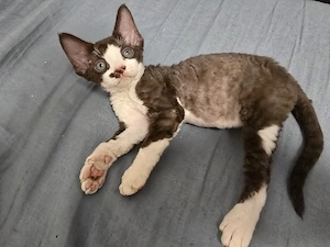Reinrassiger Devon Rex Kater mit WCF-Stammbaum sucht liebevolles Zuhause