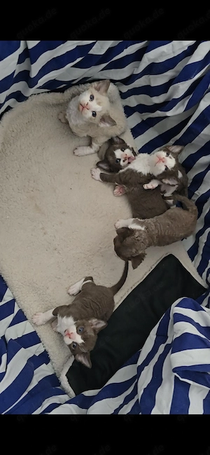 Devon Rex Kätzin in der seltenen Farbe Schoko-Weiß Bicolor 