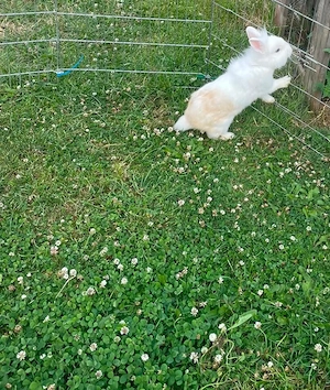 2 Löwenköpfchen Mix Böckchen 