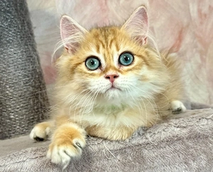 Reinrassige BKH, BLH Kitten mit Stammbaum vom Züchter 