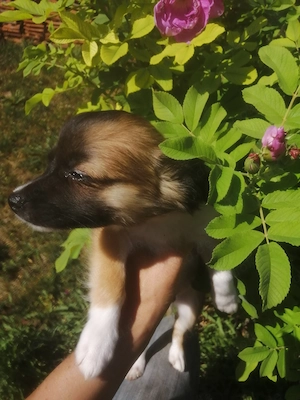  chihuahua Welpen 