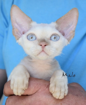 Devon Rex Kitten ( weiblich und männlich)