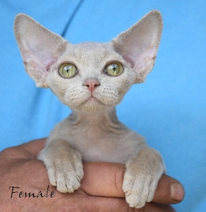 Kitten Devon Rex reinrassig mit Stammbaum .