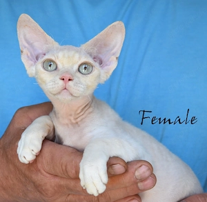 Wunderschöne  Devon Rex Kitten ( weiblich und männlich) 