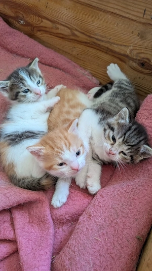 Maikatzen zu verkaufen ab 01.08.2026