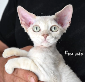 Devon Rex Kitten ( weiblich und männlich)