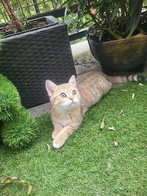 wunderschöne BKH Kitten 