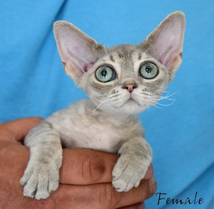 Exklusive Devon Rex Kitten mit Stammbaum   liebevoll aufgezogen ( weiblich und männlich)