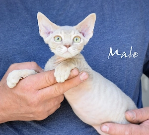 Wunderschöne  Devon Rex Kitten ( weiblich und männlich) 