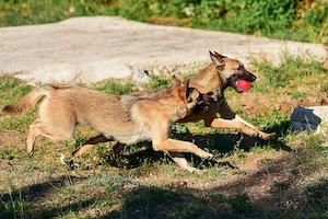 2-3j Malinois Mix Hündin bundesweit ausreisebereit 