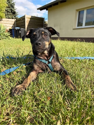  Kalli   kleiner Herzenshund sucht seine Familie