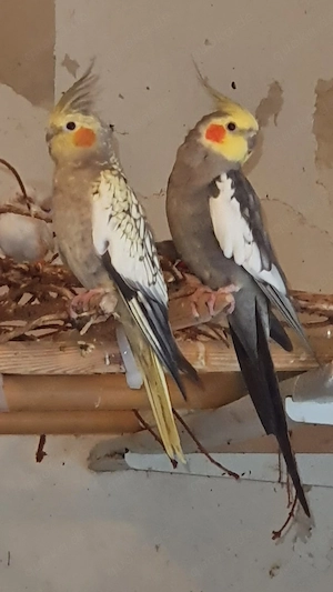 Nymphensittiche zum abgeben 017676203480