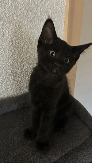 maine coon kitzen mix