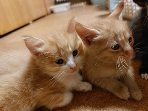 wunderschönes Katzenbaby, Kitten, Kätzchen, rot getigert, Weibchen, 9 wochen, sucht neues Zuhause