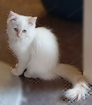 Reinrassige Ragdoll Kitten 