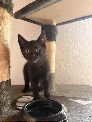 Kitten sucht genau dich!