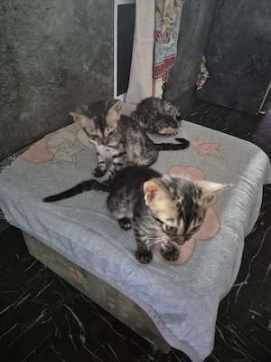 bengal kitten 