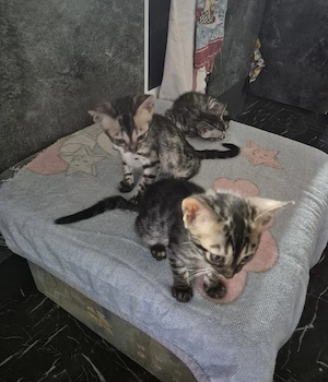 bengal kitten 