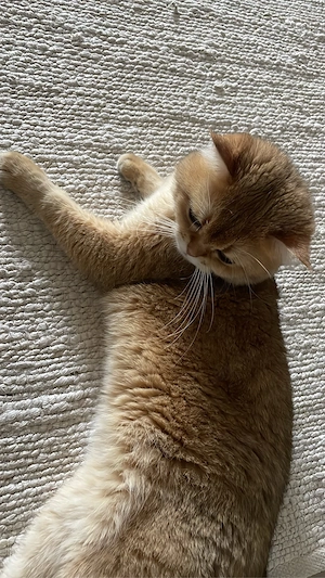 Deck Kater 