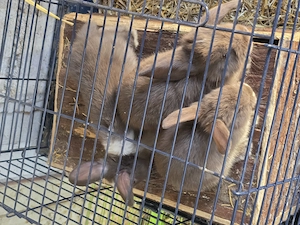 Zweghasen babys 10 Wochen alt 