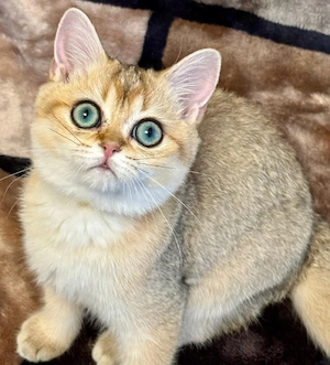 Reinrassige NKH ,BLH  Kitten mit Stammbaum